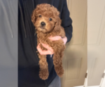 Small #3 Goldendoodle (Miniature)