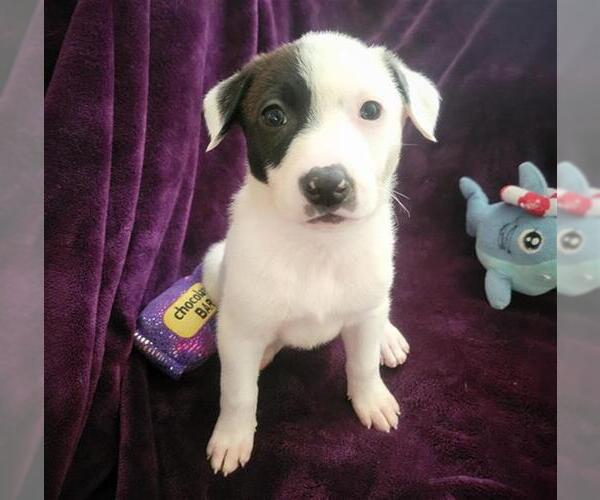Medium Photo #1 Dalmatian-Unknown Mix Puppy For Sale in Waco, TX, USA