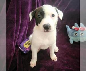 Dalmatian-Unknown Mix Dogs for adoption in Waco, TX, USA