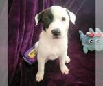 Small Dalmatian Mix