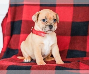 Jug Puppy for sale in LIBERTY, KY, USA