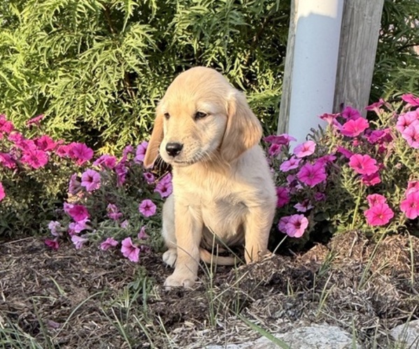 Medium Photo #5 Golden Retriever Puppy For Sale in DORCHESTER, WI, USA