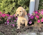 Small #4 Golden Retriever
