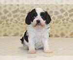 Small #2 Cavapoo