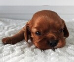 Small #5 Cavalier King Charles Spaniel