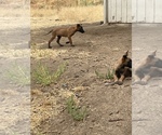 Small Photo #5 Belgian Malinois Puppy For Sale in SQUAW VALLEY, CA, USA