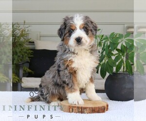 Bernedoodle (Miniature) Puppy for sale in NARVON, PA, USA