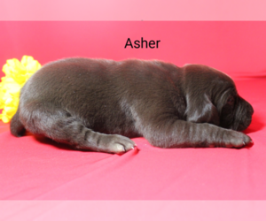 German Shorthaired Pointer Puppy for sale in RAGERSVILLE, OH, USA