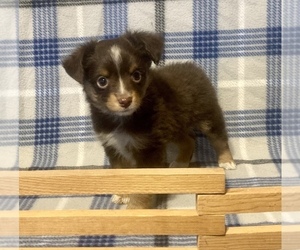 Miniature Australian Shepherd Puppy for sale in FORT MORGAN, CO, USA