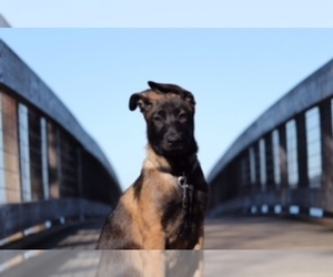 Belgian Malinois Dog for Adoption in SHELTON, Washington USA