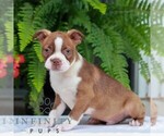 Small #1 Boston Terrier