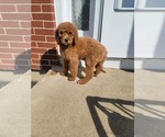 Small Photo #5 Poodle (Standard) Puppy For Sale in NAPERVILLE, IL, USA