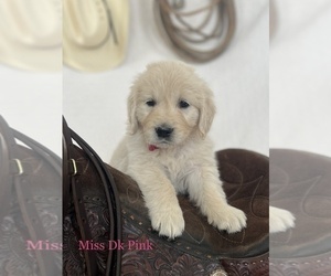 English Cream Golden Retriever Puppy for sale in BELLEFONTAINE, OH, USA