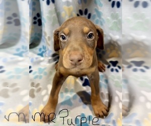 Medium Doberman Pinscher