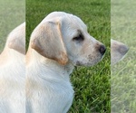 Small Photo #5 Labrador Retriever Puppy For Sale in CLAY CENTER, KS, USA