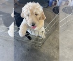 Small Photo #1 Goldendoodle Puppy For Sale in VALENCIA, CA, USA