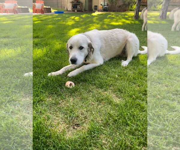 Medium Photo #1 Great Pyrenees Puppy For Sale in Bountiful, UT, USA