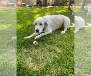 Great Pyrenees Dogs for adoption in Bountiful, UT, USA