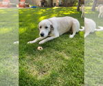 Small Great Pyrenees