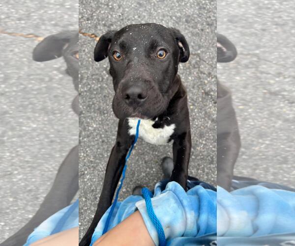 Medium Photo #2 American Staffordshire Terrier-Eurasier Mix Puppy For Sale in Front Royal, VA, USA