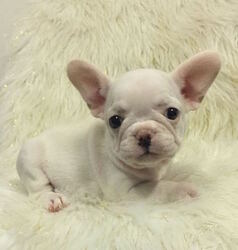 French Bulldog Puppy for sale in CHARLESTON, SC, USA