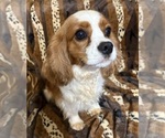 Image preview for Ad Listing. Nickname: Benny
