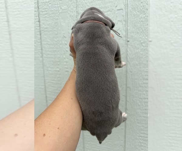 Medium Photo #4 Great Dane Puppy For Sale in HALLETTSVILLE, TX, USA