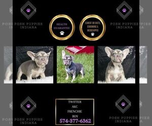 French Bulldog Puppy for sale in WARSAW, IN, USA