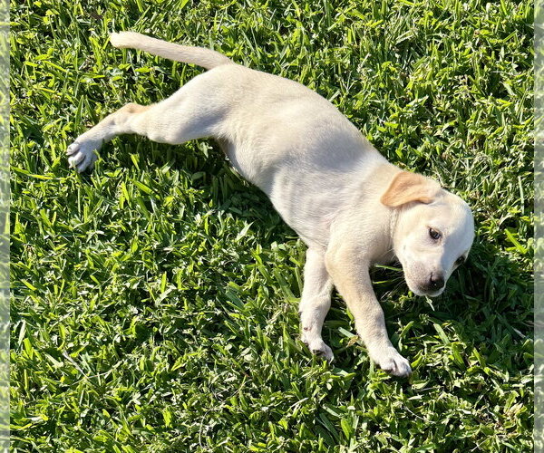 Medium Photo #3 - Mix Puppy For Sale in Boca Raton, FL, USA