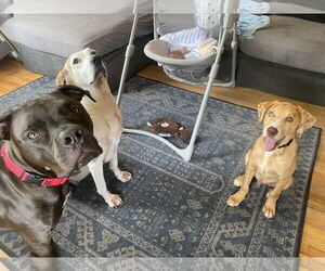 Turtle NJ - Male Bullboxer Pit Dog for Adoption - Photo #7