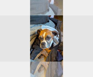 Boxer Dogs for adoption in Austin, TX, USA