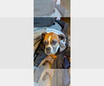 Luna XIV - Female Boxer Dog for Adoption - Small photo