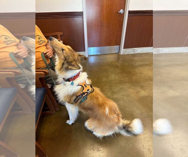 Medium Photo #7 Collie Puppy For Sale in HIGH POINT, NC, USA