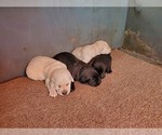 Small Photo #3 Labrador Retriever Puppy For Sale in LEBANON, MO, USA