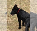 Small Photo #3 German Shepherd Dog Puppy For Sale in WACO, TX, USA