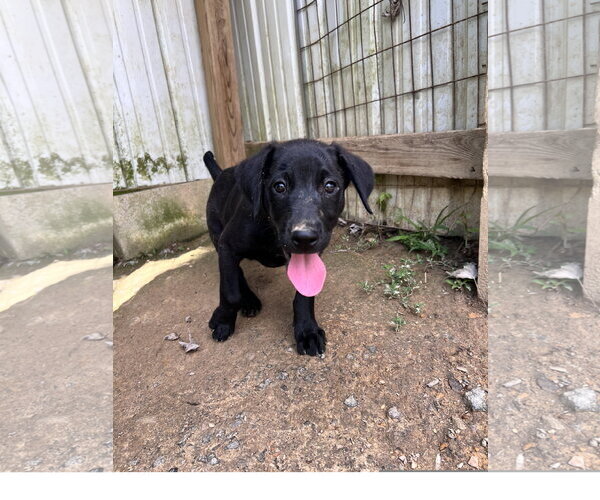 Medium Photo #1 Labrador Retriever-Unknown Mix Puppy For Sale in Tracy City, TN, USA