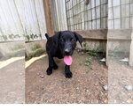 Small Labrador Retriever Mix