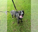 Small #2 Labrador Retriever-Plott Hound Mix