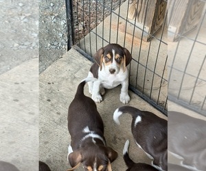 Beagle Puppy for sale in CONCORD, VA, USA