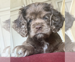 Cocker Spaniel Puppy for Sale in CREAL SPRINGS, Illinois USA