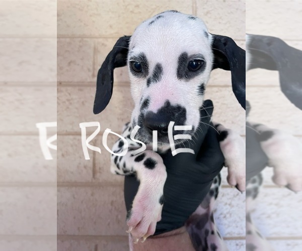 Medium Photo #9 Dalmatian Puppy For Sale in GLENDALE, AZ, USA