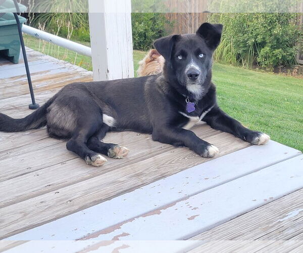 Medium Photo #5 Pembroke Welsh Corgi-Siberian Husky Mix Puppy For Sale in Denver , CO, USA