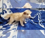 Small Photo #32 Alaskan Malamute Puppy For Sale in ERIAL, NJ, USA