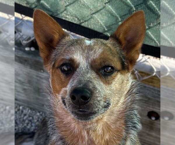 Medium Photo #1 Mutt Puppy For Sale in Jefferson, WI, USA