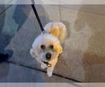 Small Maltipoo