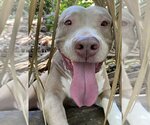 Small Photo #6 American Pit Bull Terrier Puppy For Sale in Davie, FL, USA
