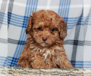 Poodle (Miniature) Puppy for sale in GAP, PA, USA