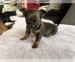 Puppy Rezz Chihuahua