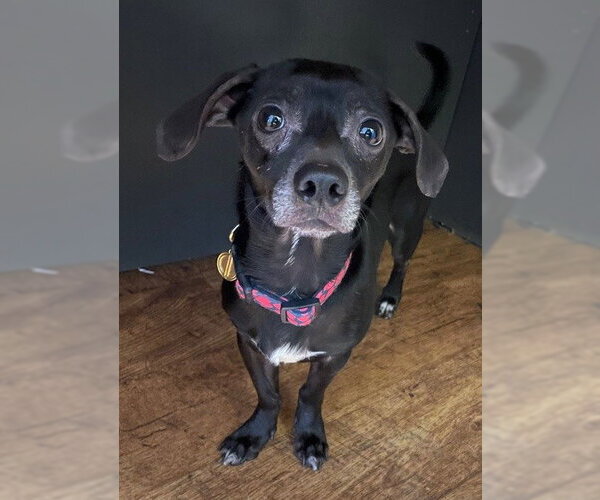 Medium Photo #5 Chihuahua Puppy For Sale in St. Louis Park, MN, USA