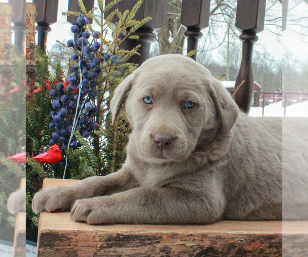 Medium Photo #1 Labrador Retriever Puppy For Sale in MYERSTOWN, PA, USA